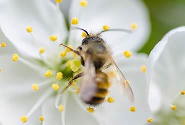 Foto pollen allergi Akaal Yoga nettkurs